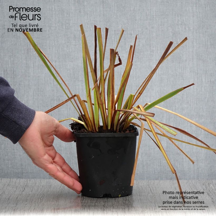 Example of Iris sibirica Imperial Opal - Iris de Sibérie Pot de 1,5L/2L as you get in automne