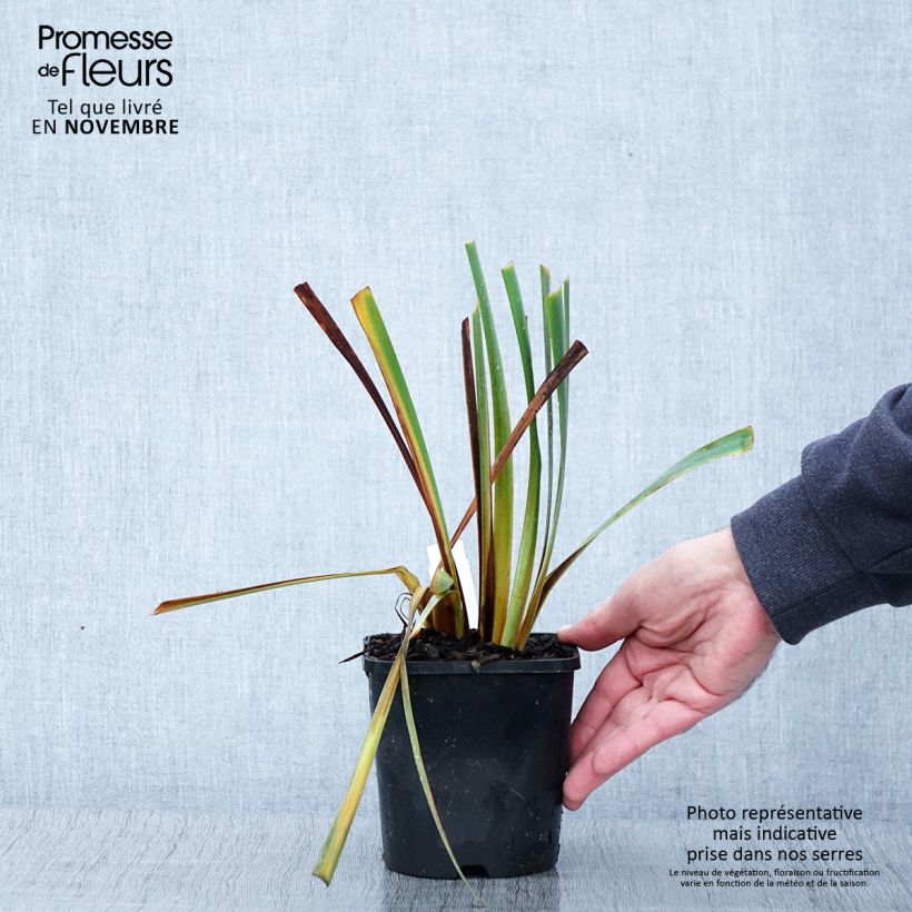 Example of Iris sibirica Paprikash - Iris de Sibérie Pot de 1,5L/2L as you get in automne