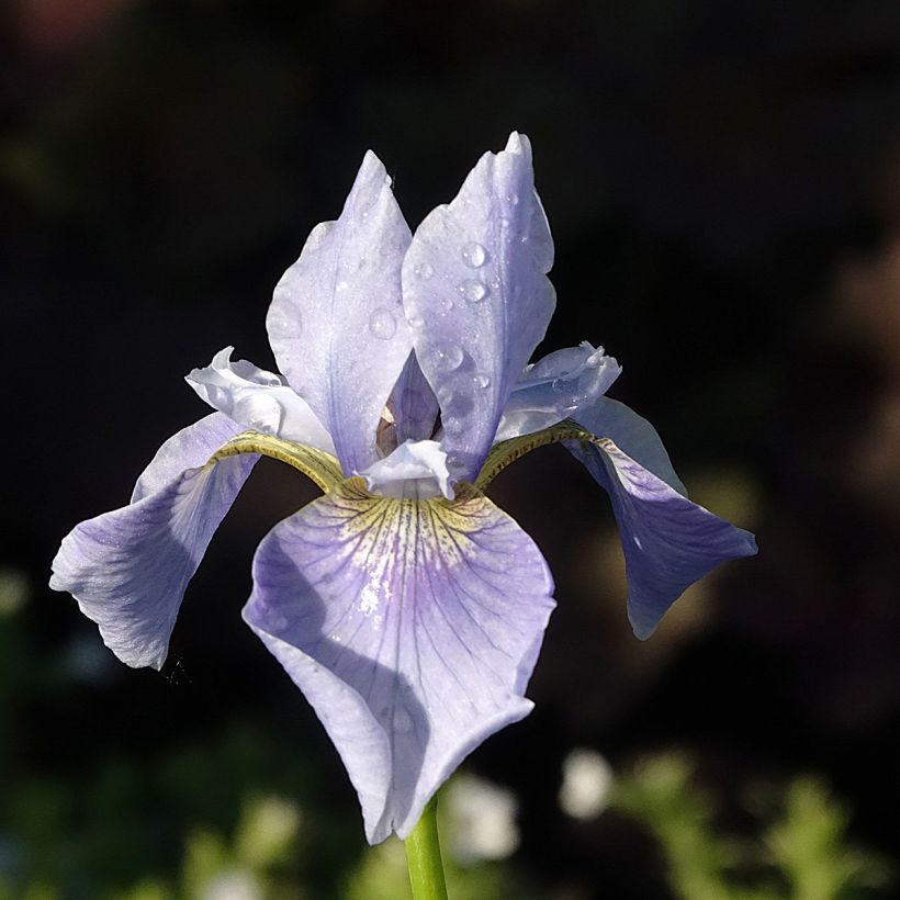 Iris sibirica Perry's Blue - Iris de Sibérie (Flowering)