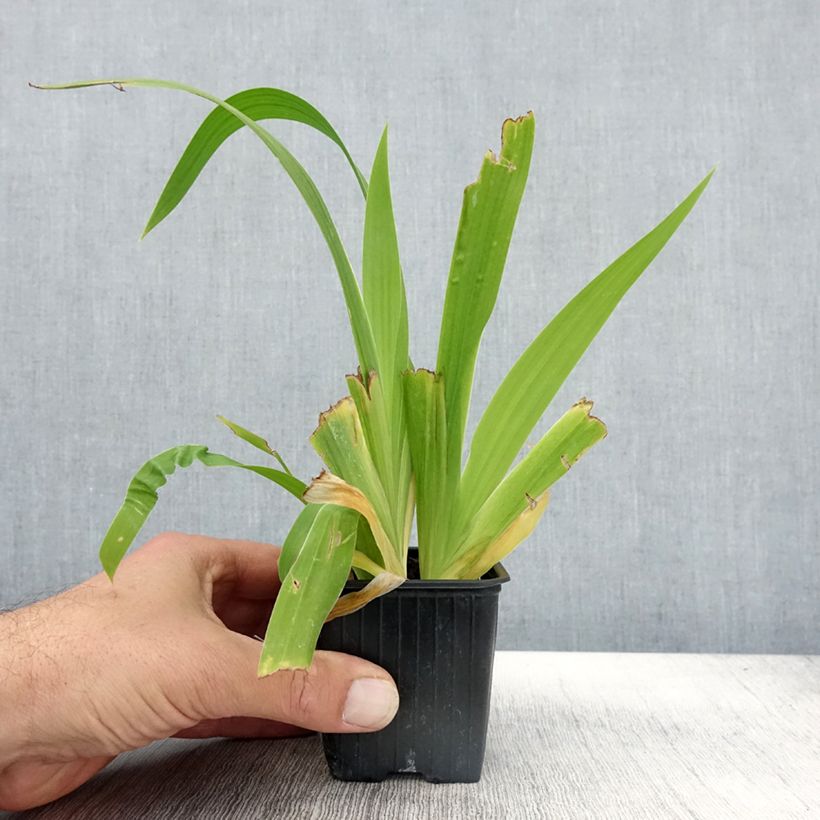 Example of Iris tectorum - Iris des toits Godet de 8/9 cm as you get in automne