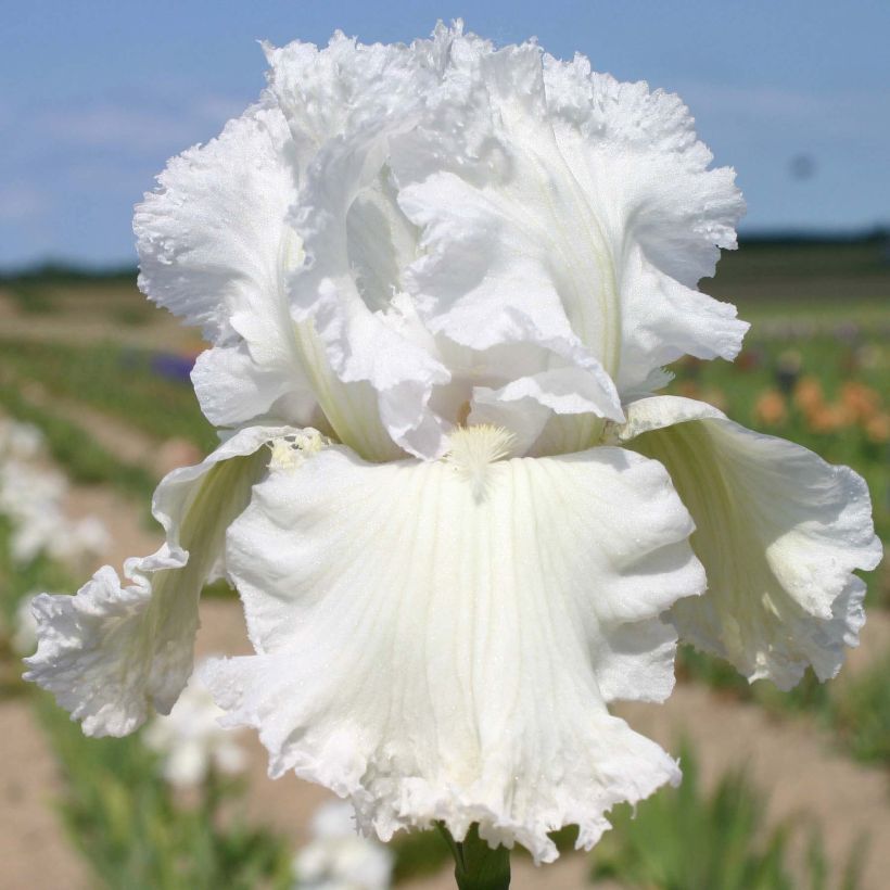 Iris germanica Laced Cotton - Iris des jardins (Flowering)