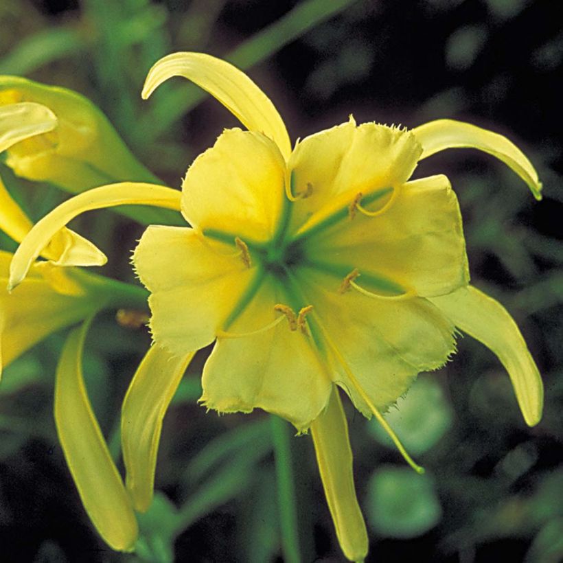 Ismène Sulphur Queen - Hymenocallis festalis (Flowering)