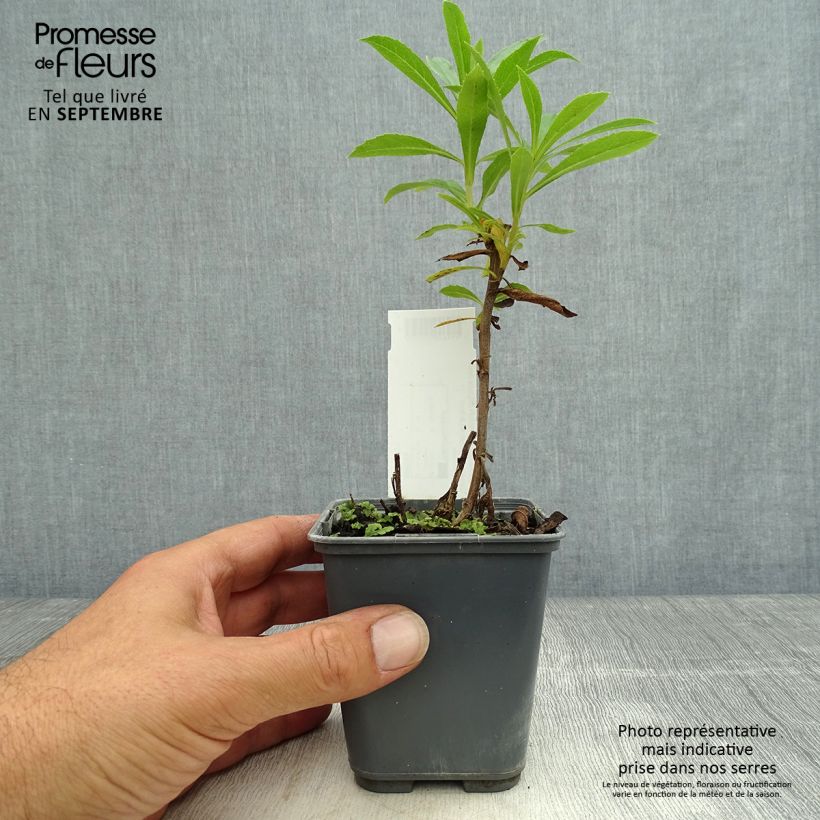 Example of Isoplexis hybride Bella - Digitale des Canaries Godet de 8/9 cm as you get in automne