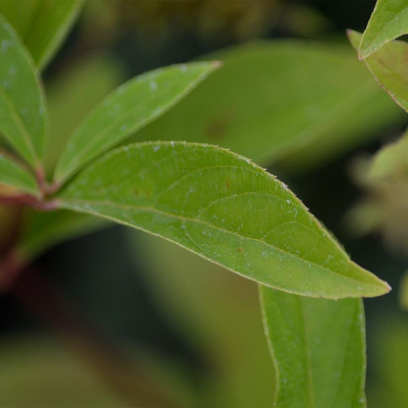 Itea virginica Henry's Garnet - Itea de Virginie (Foliage)