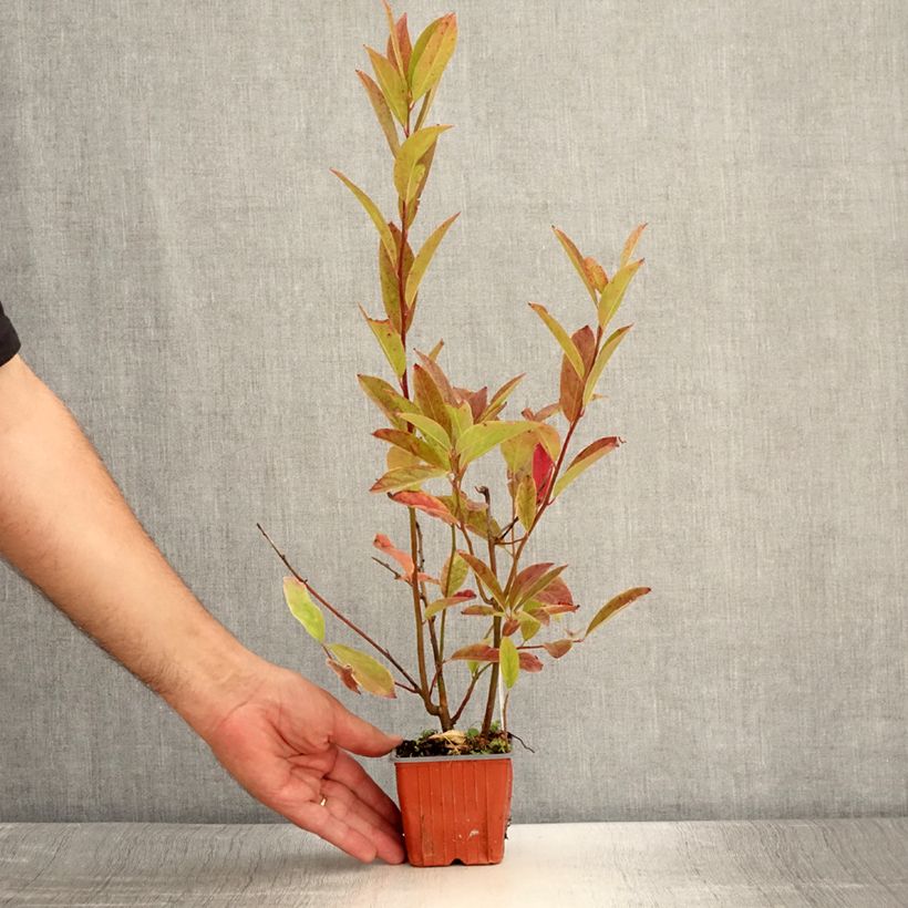 Example of Itea virginica Henry's Garnet - Itea de Virginie Godet de 8/9 cm as you get in ete