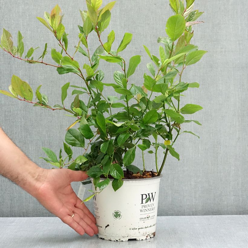 Example of Itea virginica Scentlandia - Itéa de Virginie Pot de 4L/5L as you get in ete