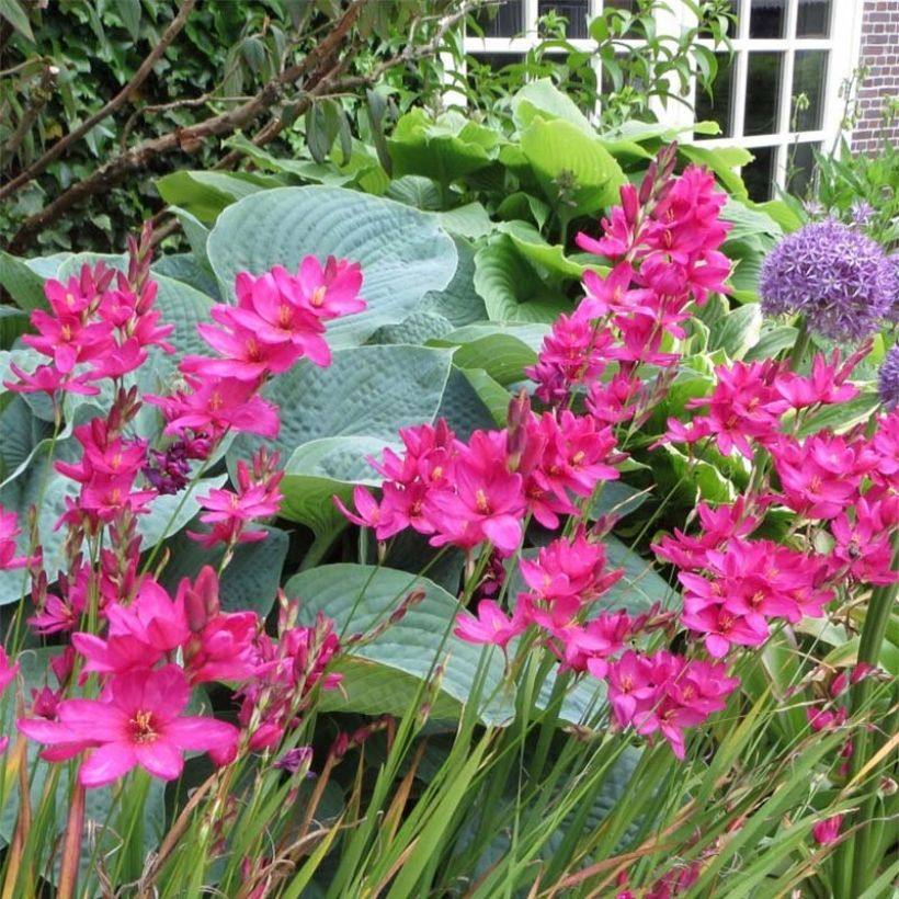Ixia Mabel - Lis des Blés (Flowering)