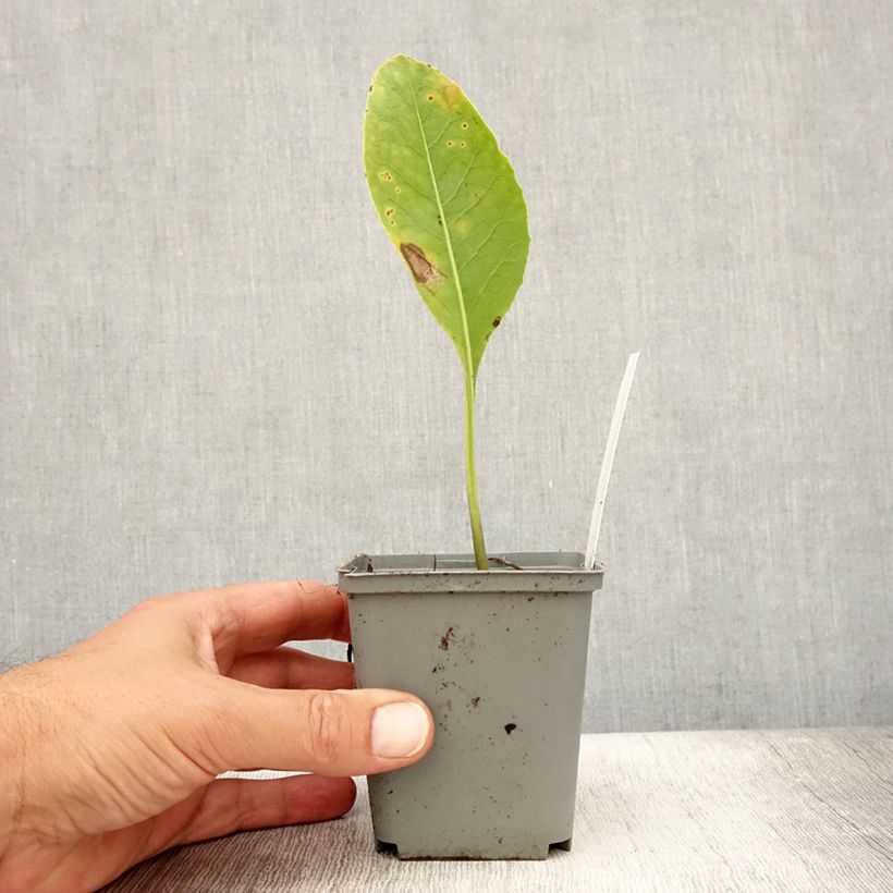 Example of Jaborosa integrifolia Godet de 8/9 cm as you get in ete