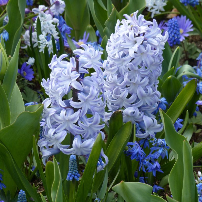 Jacinthe Blue Eyes (Plant habit)