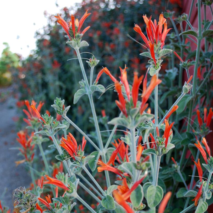 Dicliptera suberecta - Justicia ou Jacobinia squarrosa (Flowering)