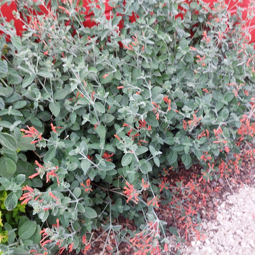 Dicliptera suberecta - Justicia ou Jacobinia squarrosa (Plant habit)