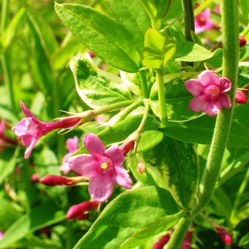 Jasmin beesianum (Flowering)