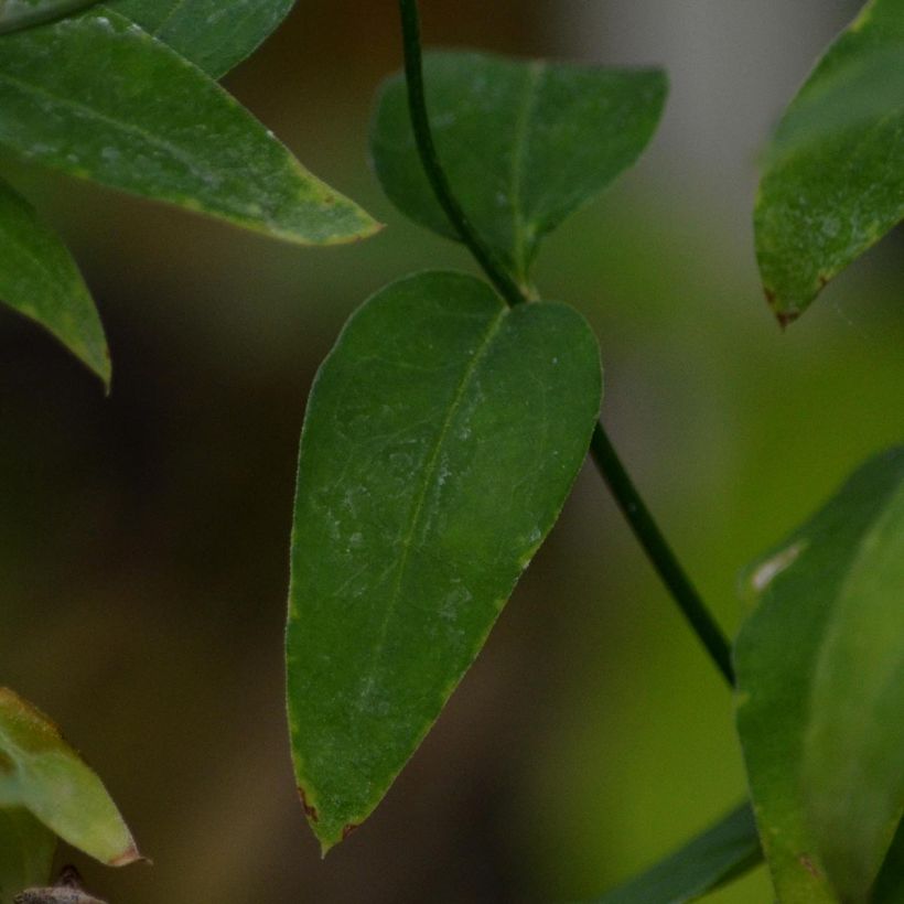 Jasmin beesianum (Foliage)