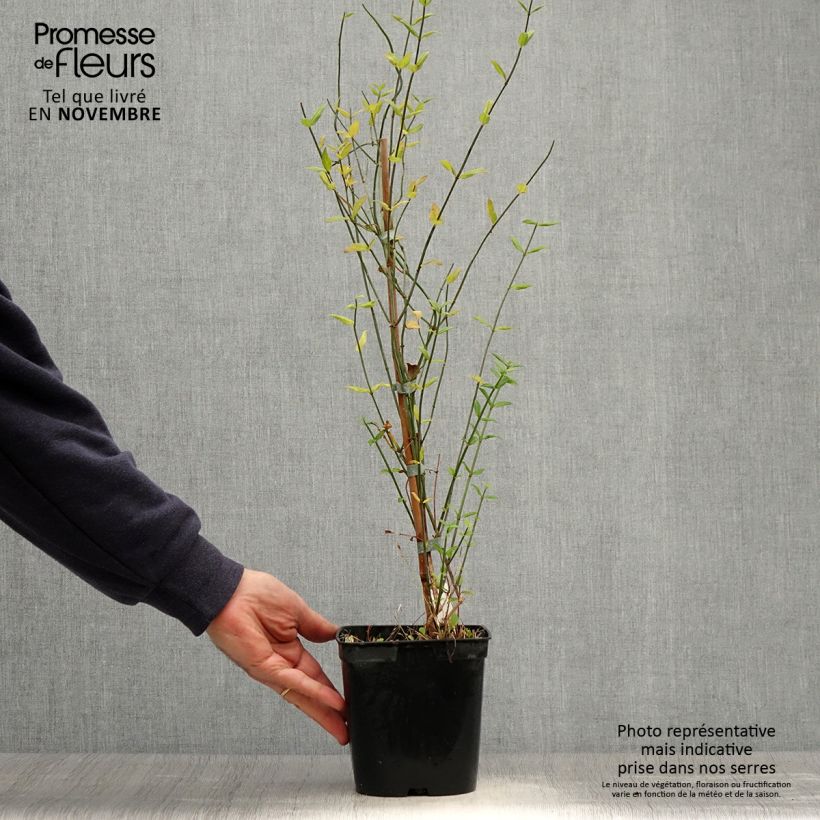 Example of Jasmin beesianum Pot de 2L/3L as you get in automne