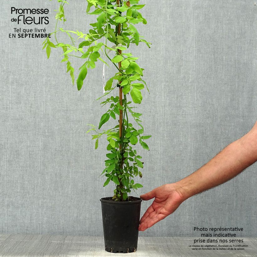 Example of Jasmin officinal - Jasminum officinalis Aureum  Pot de 2L/3L as you get in automne