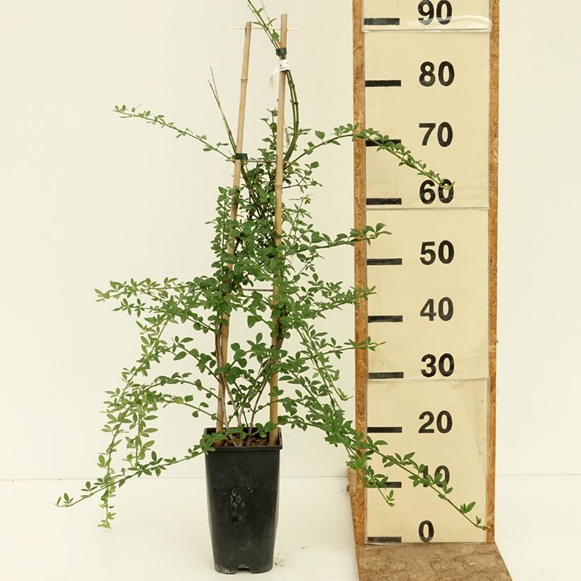 Example of Jasmin d'hiver - Jasminum nudiflorum Pot de 7,5L/10L as you get in ete