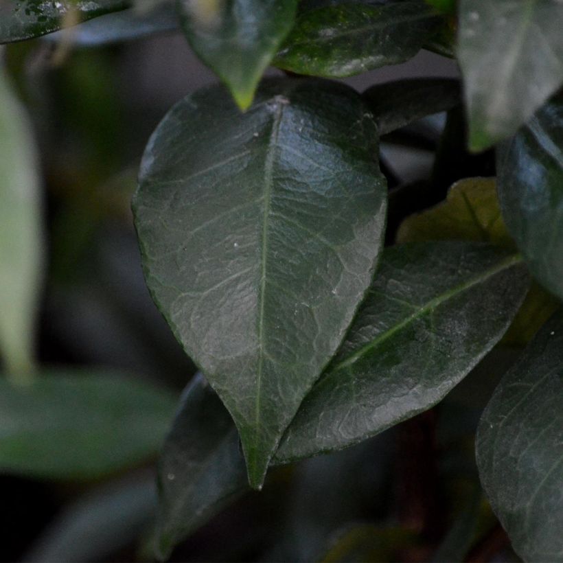Jasmin étoilé - Trachelospermum jasminoides (Foliage)