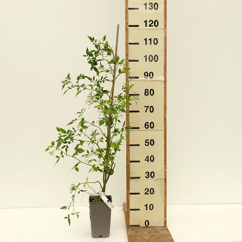 Example of Jasmin - Jasminum humile Revolutum Pot de 3L/4L as you get in ete