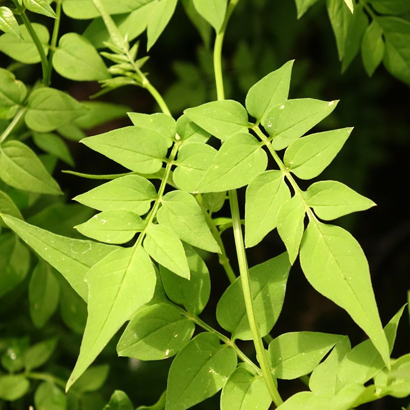 Jasminum officinale Clotted Cream - Jasmin parfumé (Foliage)