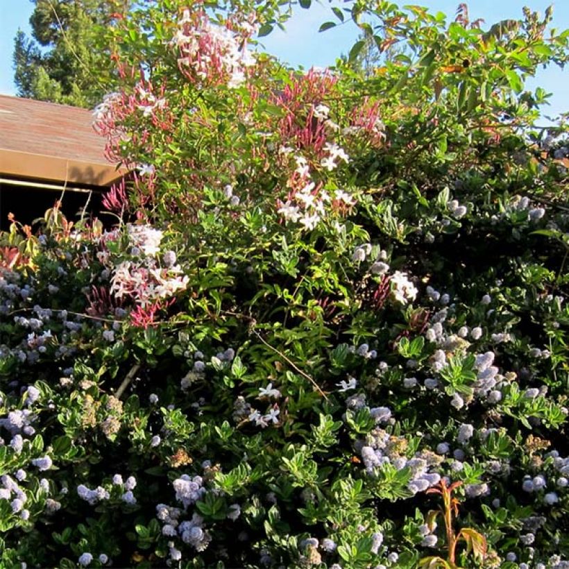 Jasmin - Jasminum polyanthum (Plant habit)