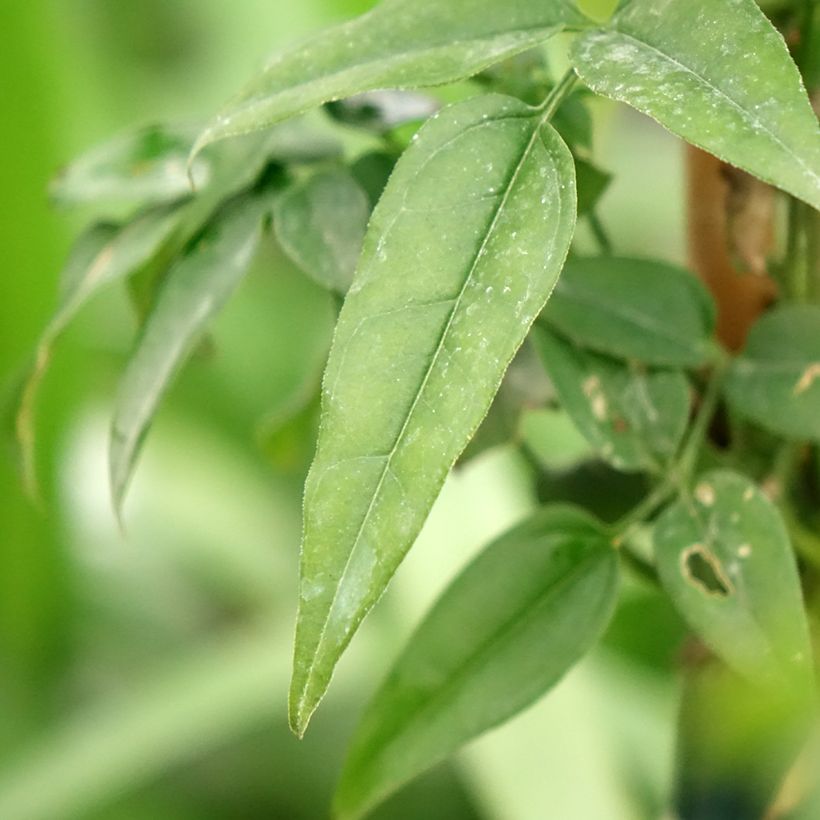 Jasminum Starry Night - Jasmin hybride  (Foliage)