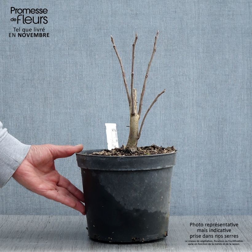 Example of Juglans nigra - Noyer noir Pot de 4L/5L as you get in automne