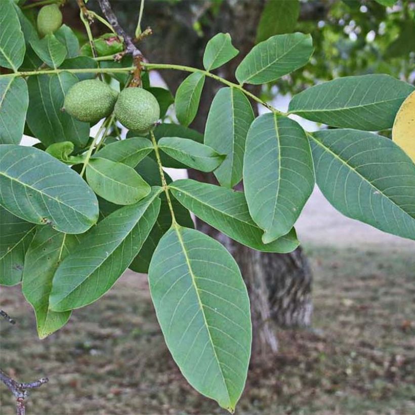 Noyer commun - Juglans regia Chandler (Harvest)