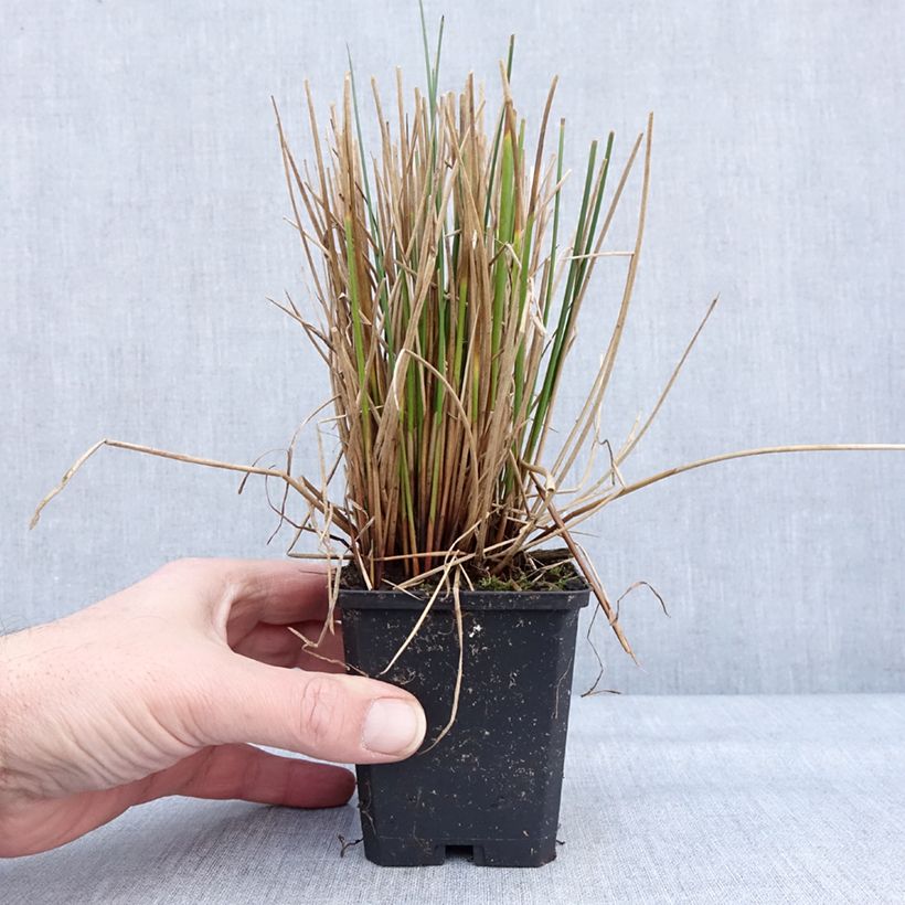 Example of Juncus effusus - Jonc diffus Godet de 8/9 cm as you get in hiver