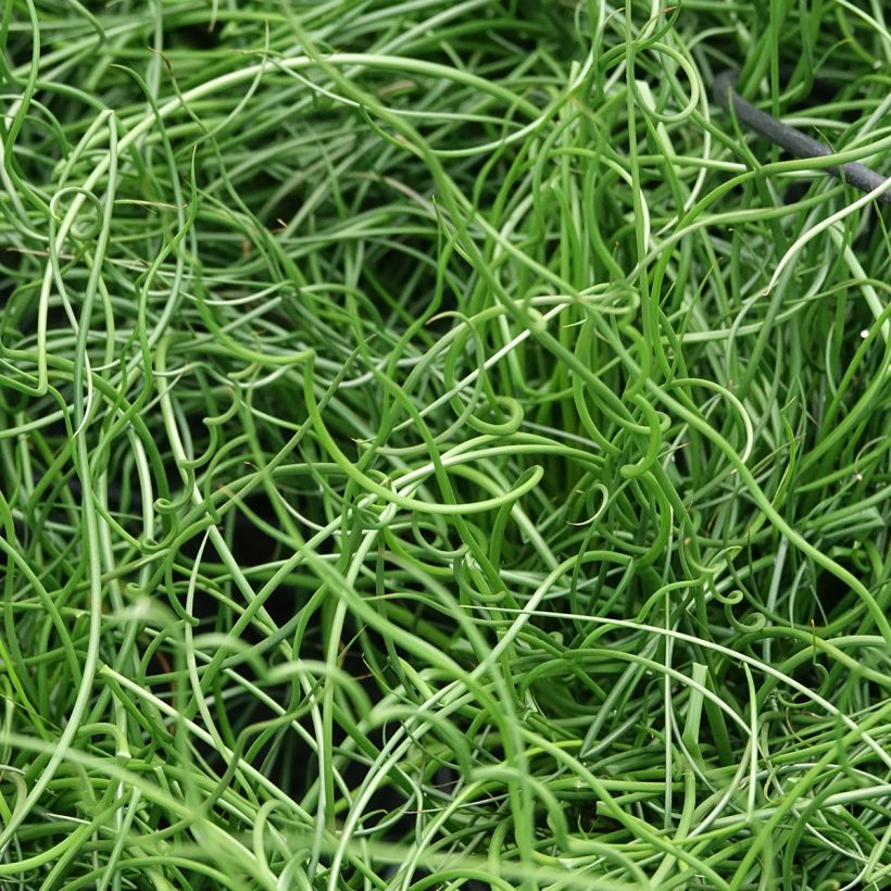 Juncus effusus Spiralis - Jonc spiralé (Foliage)