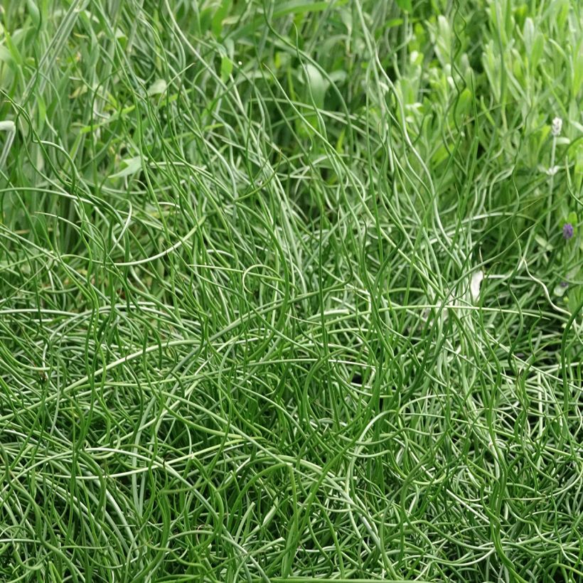Juncus effusus Spiralis - Jonc spiralé (Plant habit)