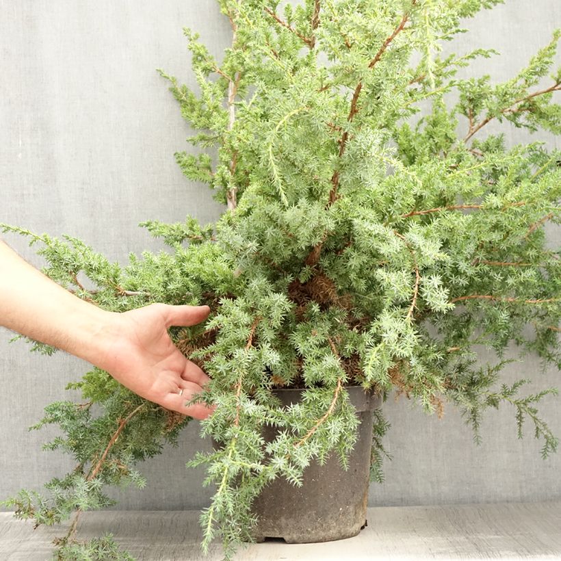 Example of Juniperus chinensis Blue Alps - Genévrier de Chine Pot de 7,5L/10L as you get in ete