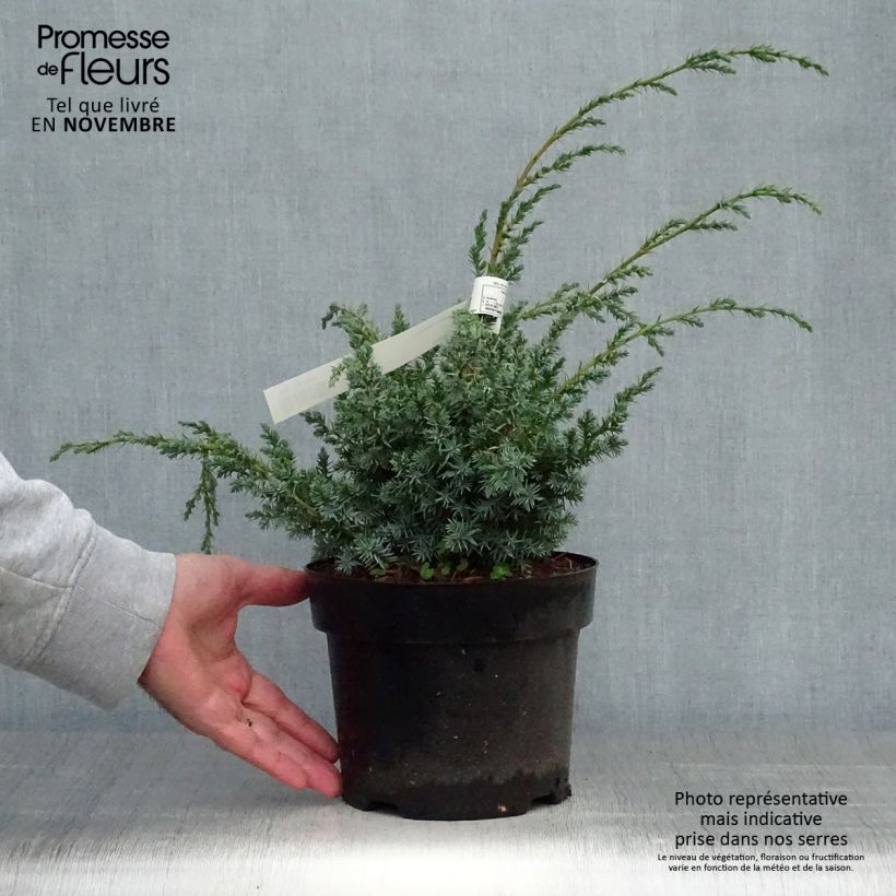 Example of Juniperus chinensis Blue Alps - Genévrier de Chine Pot de 2L/3L as you get in automne