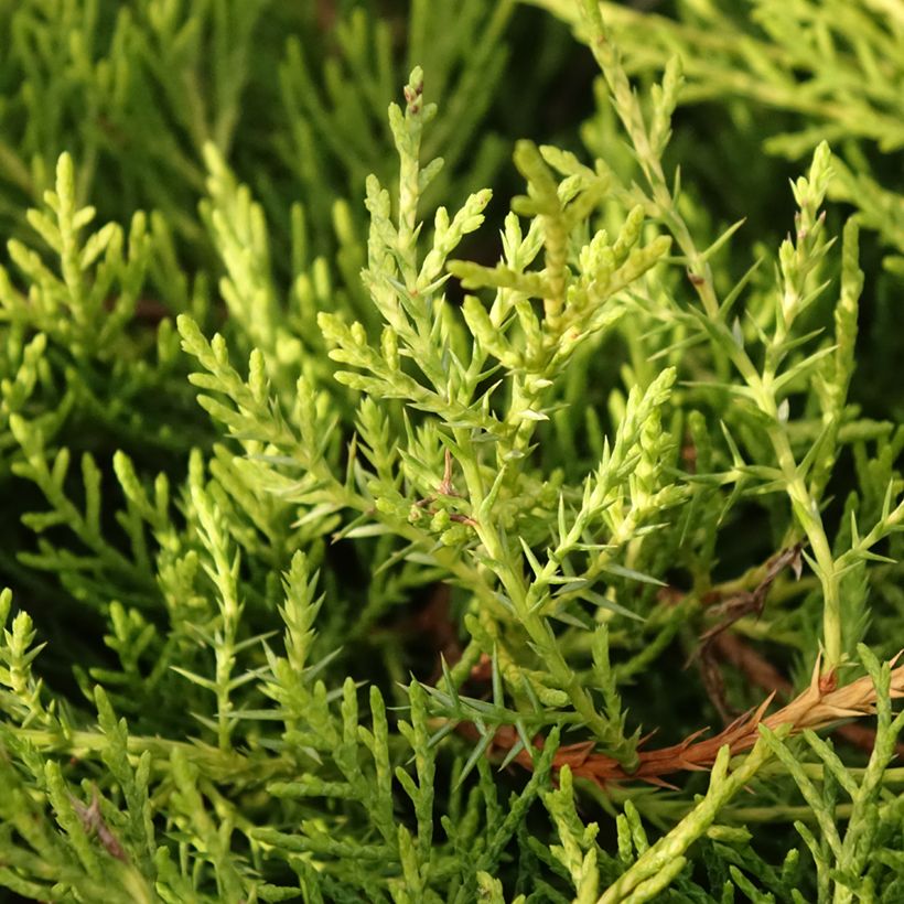 Juniperus chinensis Golden Saucer - Genévrier hybride (Foliage)