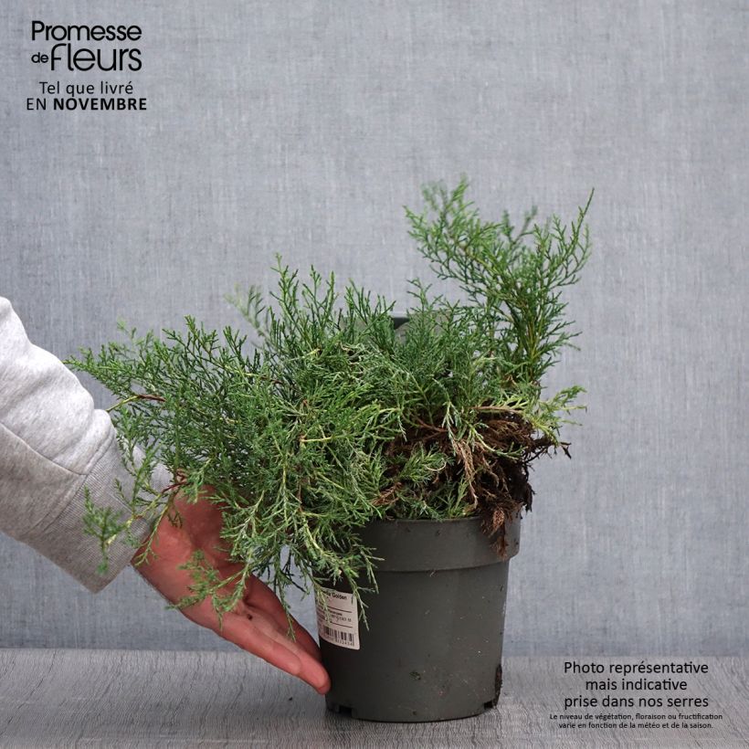Example of Juniperus chinensis Golden Saucer - Genévrier hybride Pot de 2L/3L as you get in automne
