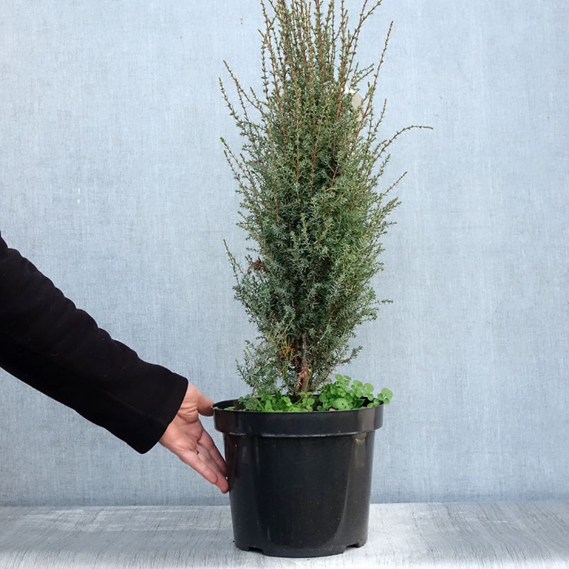 Example of Juniperus communis Arnold - Genévrier commun Pot de 7,5L/10L as you get in automne