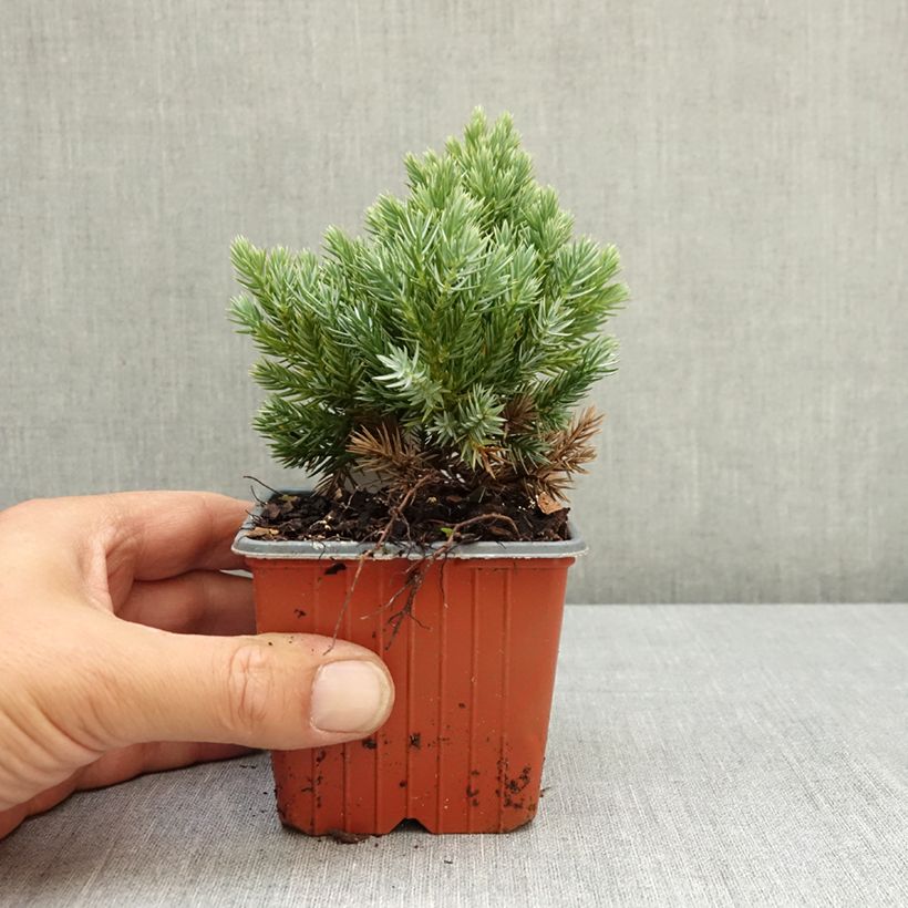 Example of Juniperus squamata Blue Star - Genévrier écailleux Godet de 8/9 cm as you get in ete