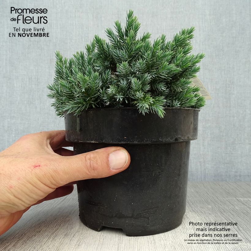 Example of Juniperus squamata Blue Star - Genévrier écailleux Pot de 2L/3L as you get in automne