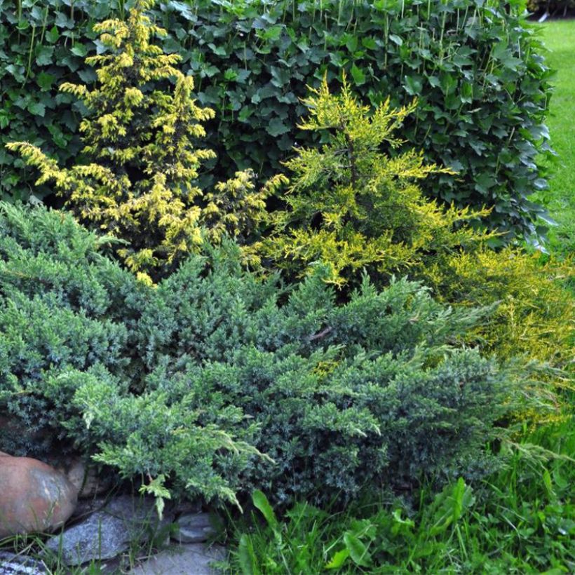 Genévrier écailleux - Juniperus squamata Blue Swede (Plant habit)