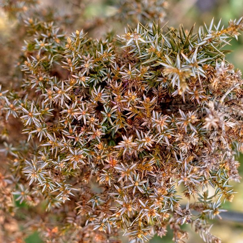 Genévrier commun - Juniperus communis Hibernica (Foliage)