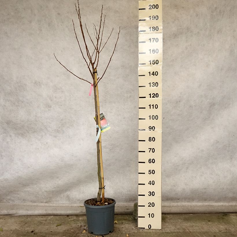 Example of Kaki Muscat - Plaqueminier de Chine Pot de 12L/15L, Demi-Tige as you get in automne