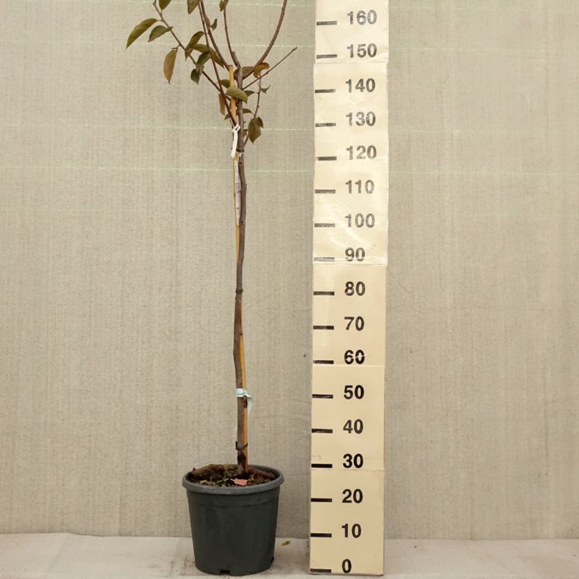 Example of Diospyros kaki Fuyu - Plaqueminier - Kaki pomme Pot de 12L/15L, Demi-Tige as you get in automne