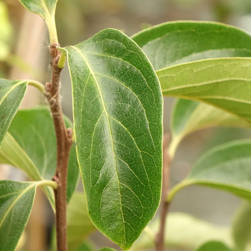 Diospyros kaki Fuyu - Plaqueminier - Kaki pomme (Foliage)