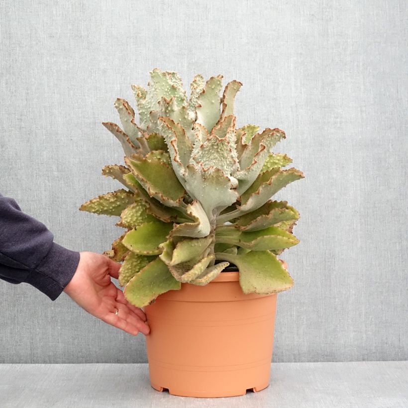 Example of Kalanchoe beharensis Fang Pot de 7,5L/10L as you get in printemps