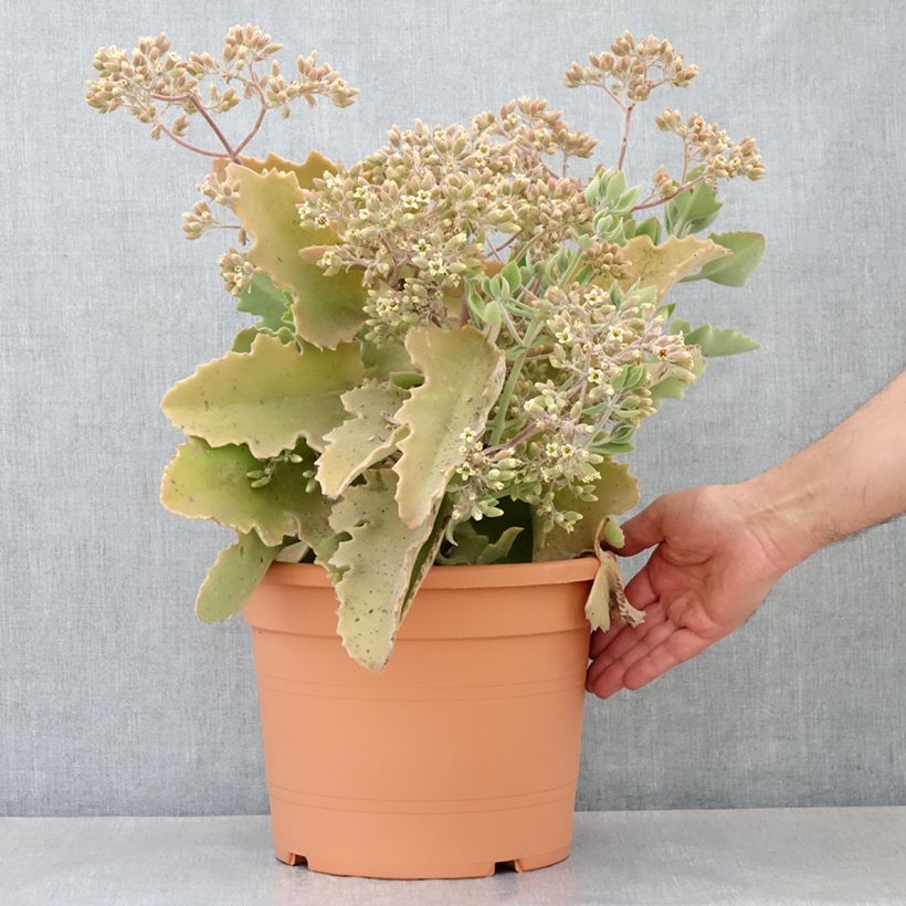 Example of Kalanchoe beharensis Oak Leaf Pot de 7,5L/10L as you get in printemps