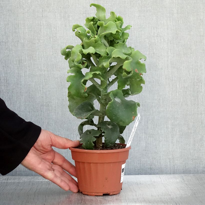 Example of Kalanchoe beharensis Subnuda Pot de 12 cm / 13 cm as you get in automne