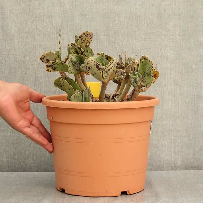 Example of Kalanchoe marmorata - Kalanchoé marbré Pot de 7,5L/10L as you get in ete