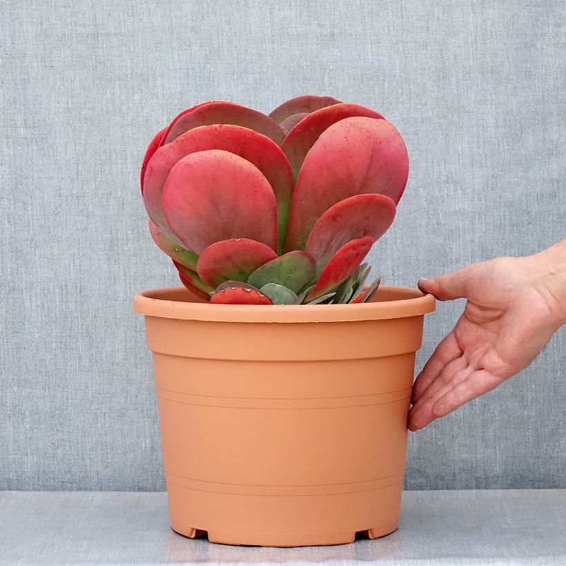 Example of Kalanchoe thyrsiflora - Kalanchoé à thyrses Pot de 7,5L/10L as you get in ete