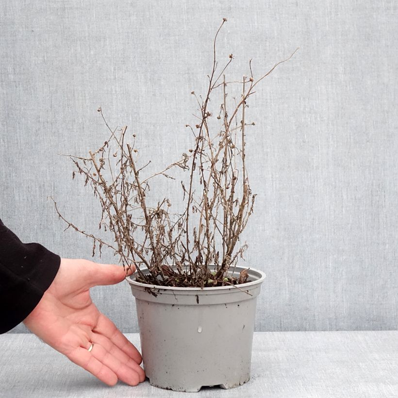 Example of Kalimeris incisa Charlotte Pot de 2L/3L as you get in hiver