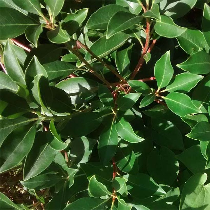 Kalmia latifolia Freckles - Laurier des montagnes noir et blanc (Foliage)