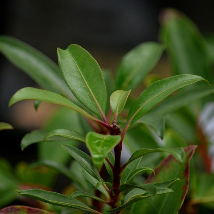 Kalmia latifolia Pinkobello - Laurier des montagnes rose vif  (Foliage)